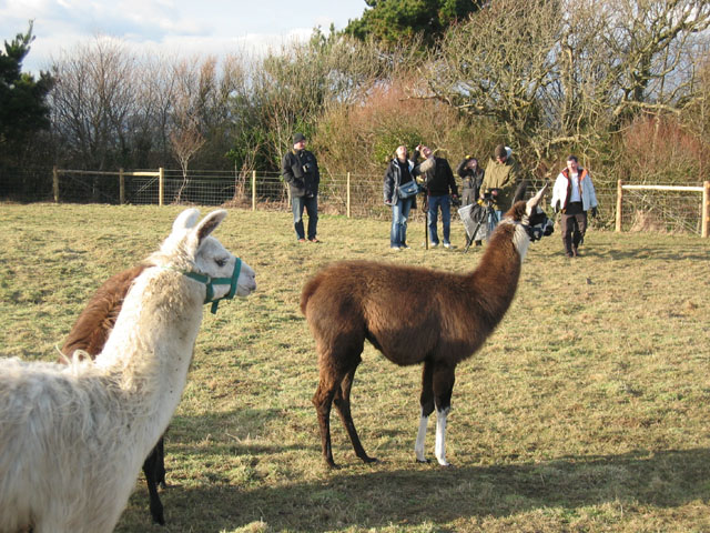 llamas, camera, action!