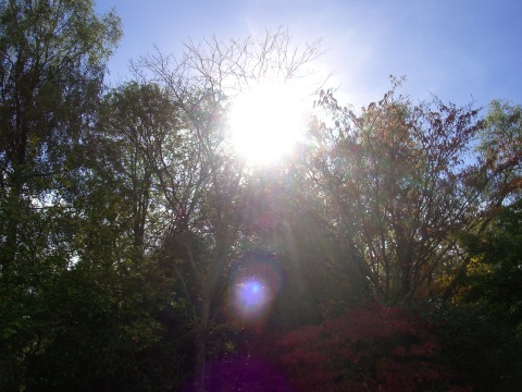 hursley\'s japanese garden